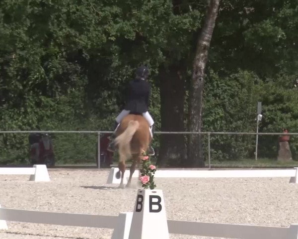 Reitturnier Rot am See- Musdorf 2023