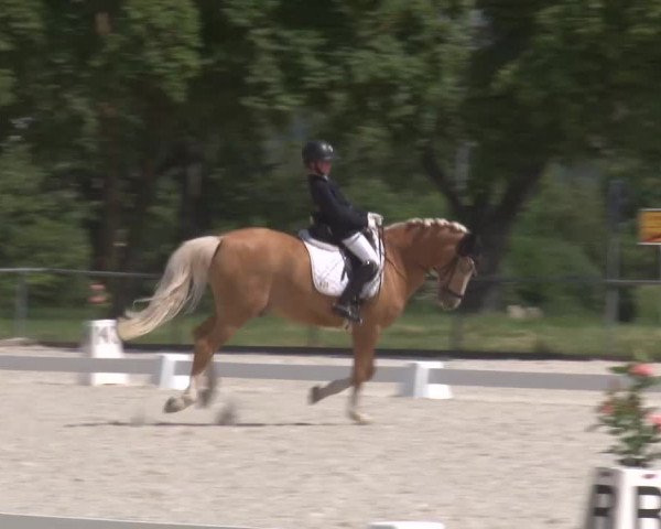Reitturnier Rot am See- Musdorf 2023