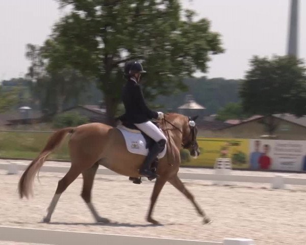 Reitturnier Rot am See- Musdorf 2023