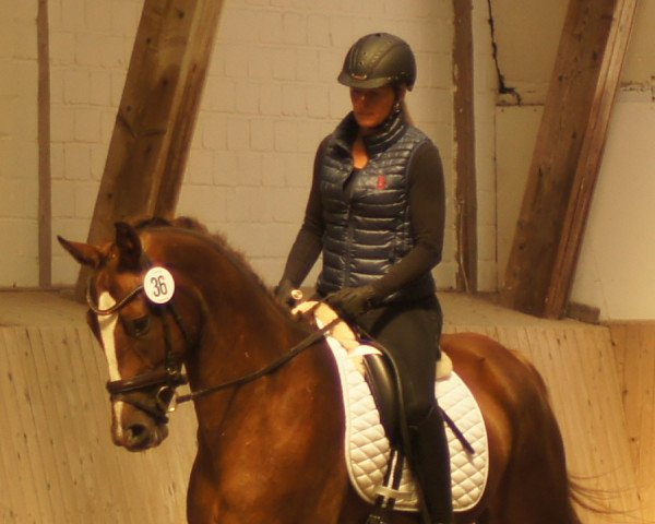 broodmare Blanett (Oldenburg, 2016, from Livaldon)