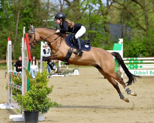 broodmare Dorniks Toffee (Rhinelander, 2011, from Dornik B)