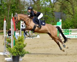 broodmare Dorniks Toffee (Rhinelander, 2011, from Dornik B)