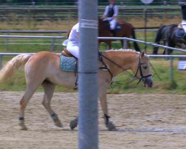 Reitturnier Coesfeld/Lette 2023