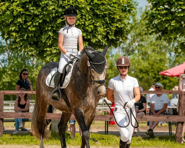 dressage horse Chin Chello 2 (Oldenburg show jumper, 2017, from Chin Fly)
