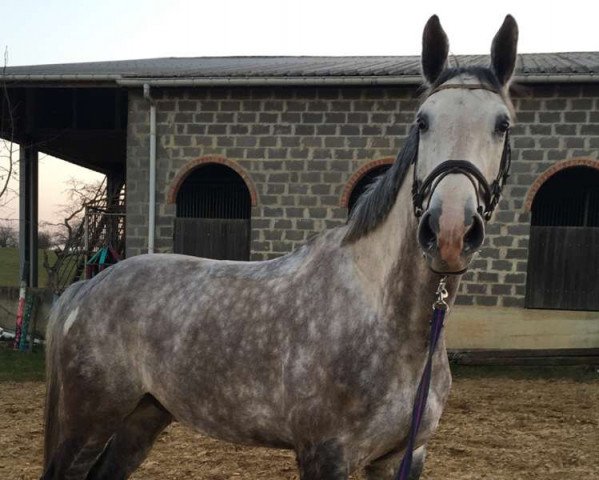 jumper Beauty de Vansichant (Belgian Warmblood, 2007, from Sable Rose)