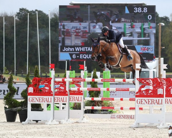 jumper Equine America Unick du Francport (Selle Français, 2008, from Zandor Z)