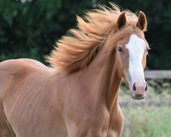 horse Chattanooga's ChickiMicki (German Riding Pony, 2022, from Chattanooga)