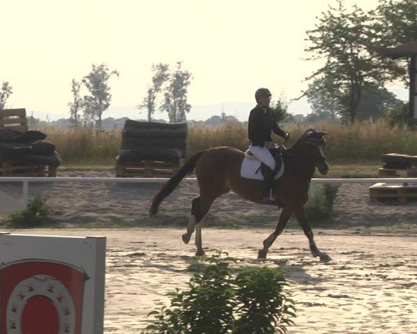 Reitturnier Biebesheim 2023