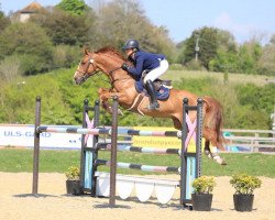 Springpferd Q-Pleasure van Seven Oaks (Belgisches Warmblut, 2016, von For Pleasure)