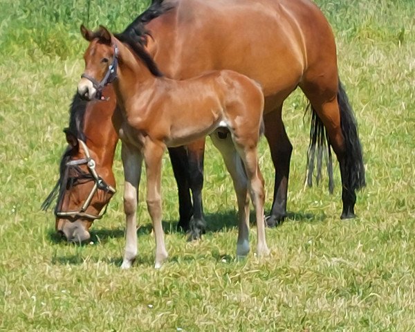 horse Gemmy (Hanoverian, 2023, from Grey Butt)