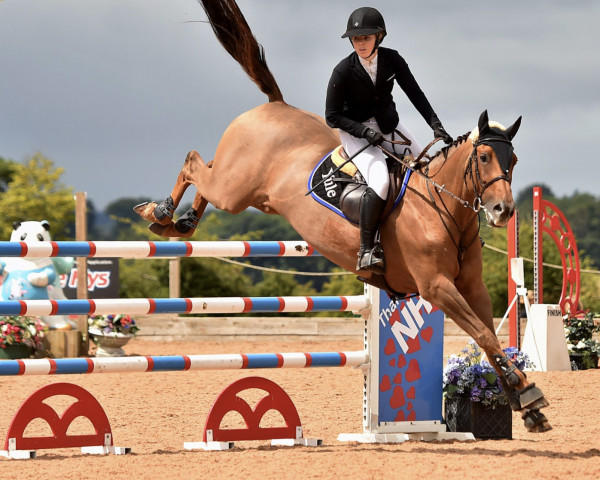 Springpferd Blonde Ambition IV (Anglo Europäisches Sportpferd, 2008, von Utah van Erpekom)