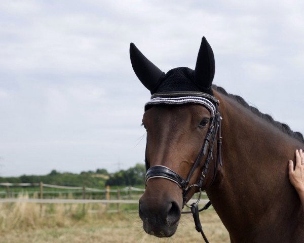 jumper Nautic Nelly (German Sport Horse, 2014, from Numero Due D)