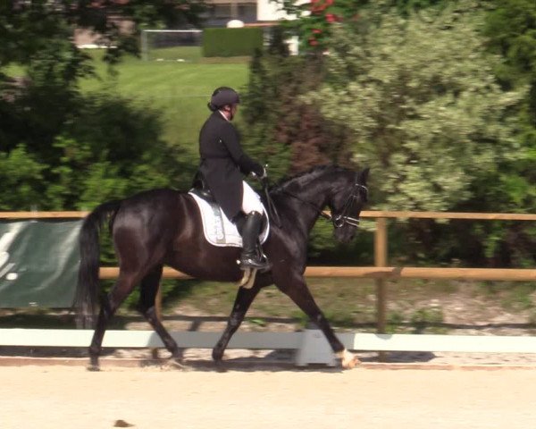 Reitturnier St. Ulrich am Pillersee 2023
