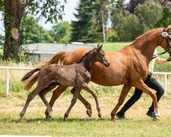 horse Hengst von Helium / Sarotti (Hanoverian, 2021, from Helium)