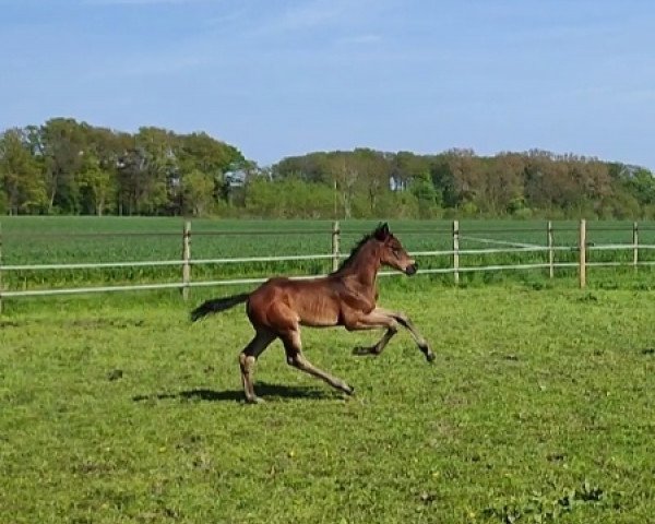 broodmare Frau Witte (Westphalian, 2023, from For Dance)