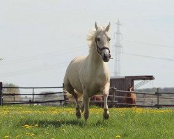 Pferd Stute von Golden Grey / Night Dream (Deutsches Reitpony, 2019, von Golden Grey NRW)