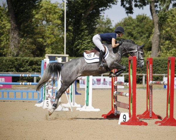 jumper Cosmic Girl (anglo european sporthorse, 2017, from Ramiro B)