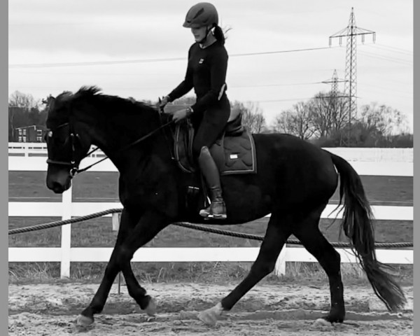 dressage horse Queeny Quibelle (Hanoverian, 2015, from Quaterhall)