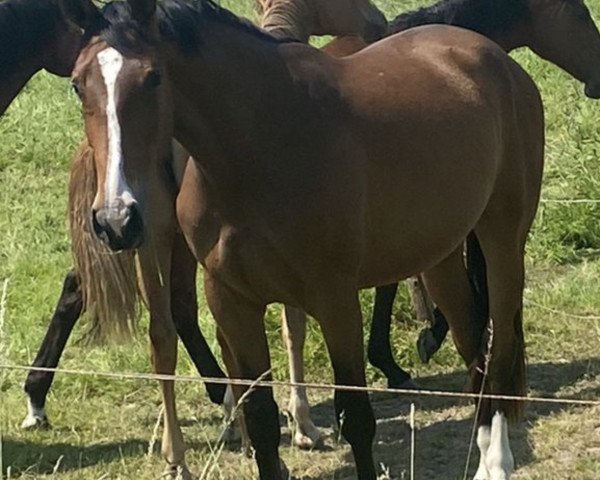 Zuchtstute Kayla blue de Jubri (Westfale, 2021, von Kannan)