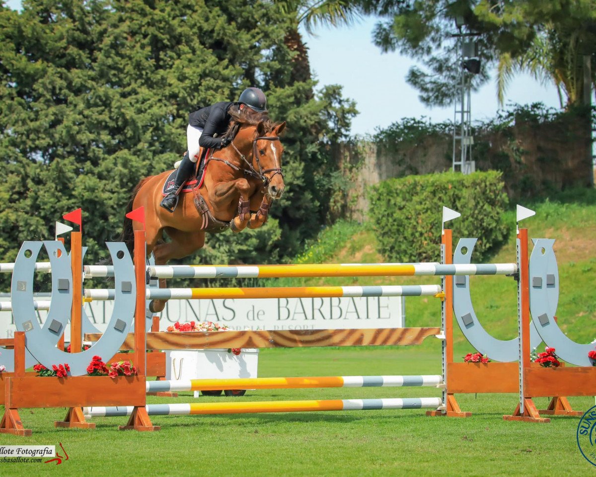 Caballo de salto Juno Rose 23 (KWPN (Warmblood Neerlandés), 2014, de Erdento)