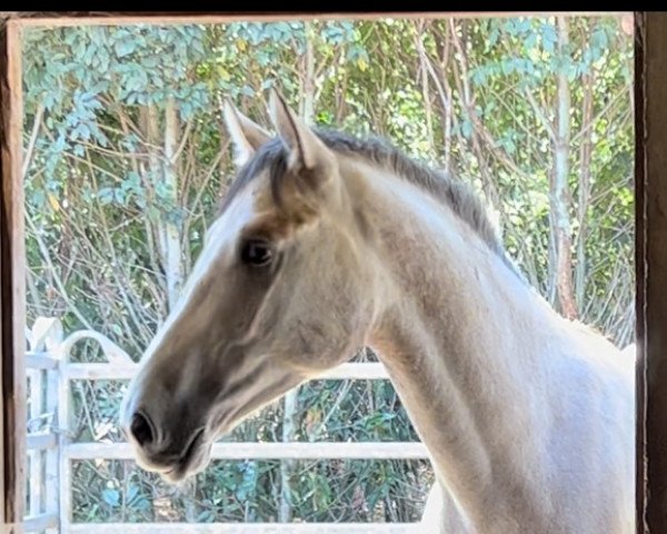 horse Panchavero W (KWPN (Royal Dutch Sporthorse), 2020, from Berlin)