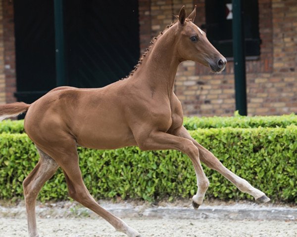 Dressurpferd Paulo (KWPN (Niederländisches Warmblut), 2020, von For Pleasure)