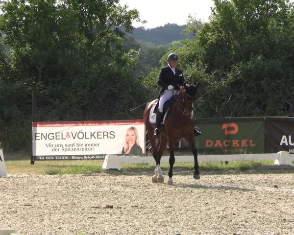 Reitturnier Münster 2023