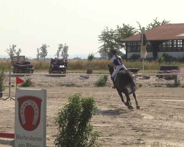 Reitturnier Biebesheim 2023