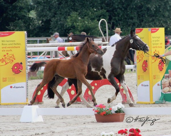 horse Hengst von Mac Namara (German Riding Pony, 2021, from Mac Namara)
