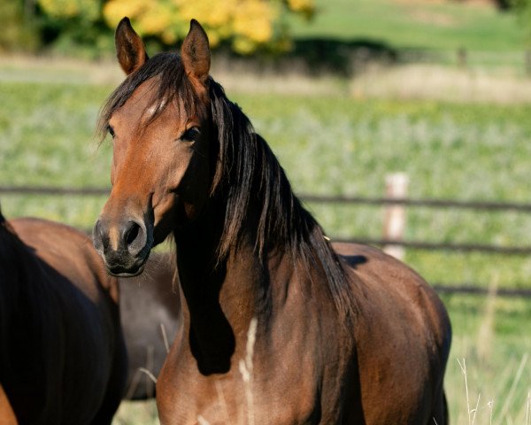 Pferd Zauberflocke (Trakehner, 2020, von In Versuchung)