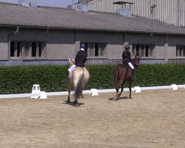 Reitturnier Wingerode 2023