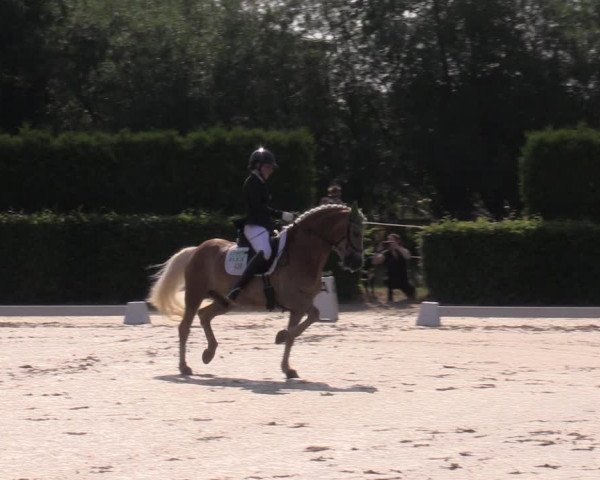 Reitturnier Wingerode 2023