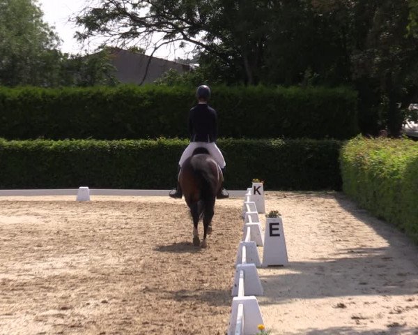 Reitturnier Wingerode 2023
