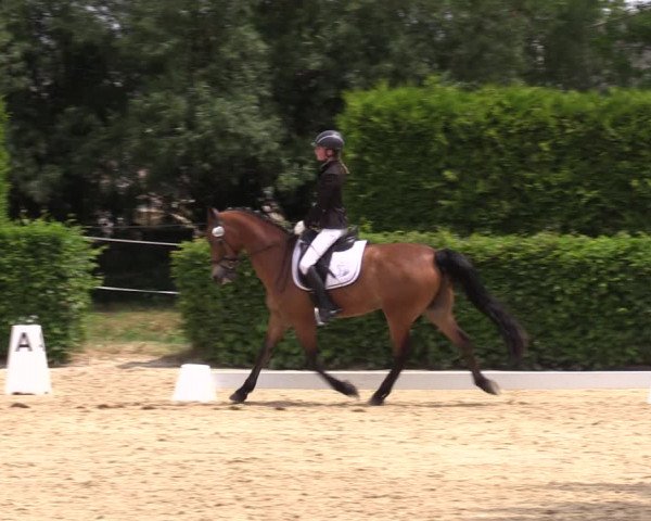 Reitturnier Wingerode 2023