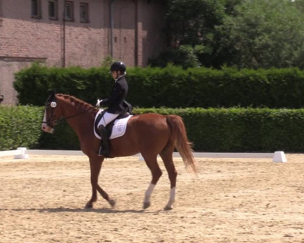 Reitturnier Wingerode 2023
