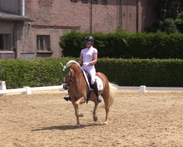 Reitturnier Wingerode 2023