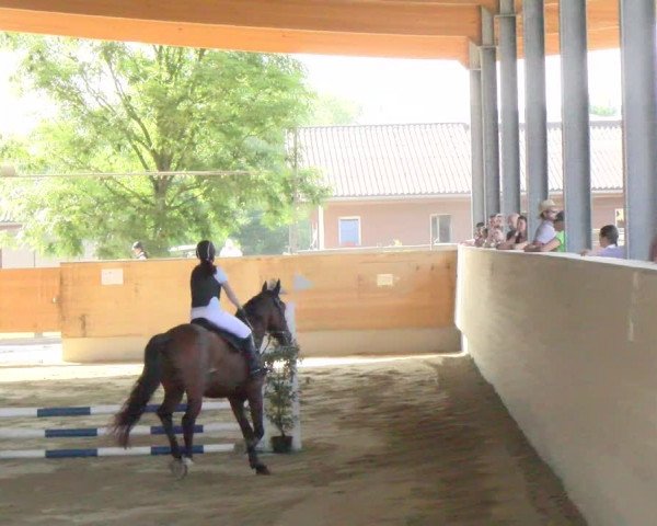 Reitturnier Dietikon 2023
