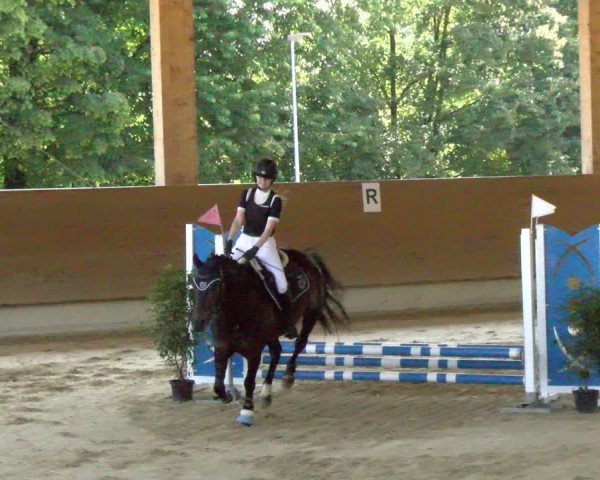 Reitturnier Dietikon 2023