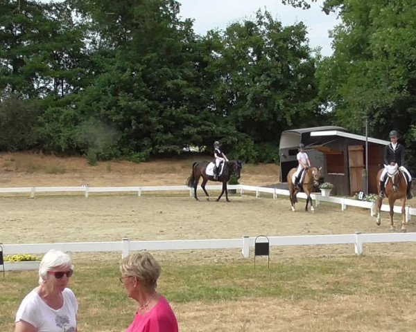 Reitturnier Coesfeld/Lette 2023