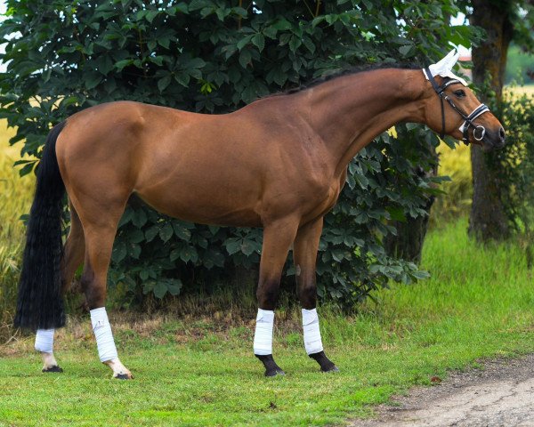 horse Pedro (Hungarian Warmblood, 2020, from Koppány)