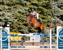 jumper Godard 4 (KWPN (Royal Dutch Sporthorse), 2011, from Eldorado van de Zeshoek)