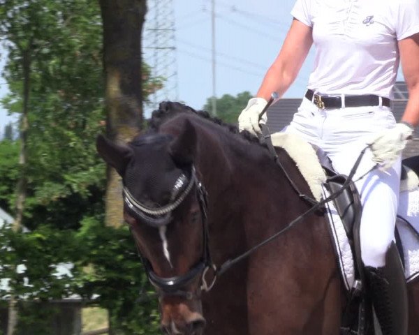 Reitturnier Fröndenberg 2023