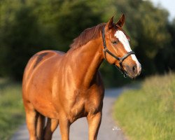 Springpferd Craysler (Westfale, 2016, von Carambole)