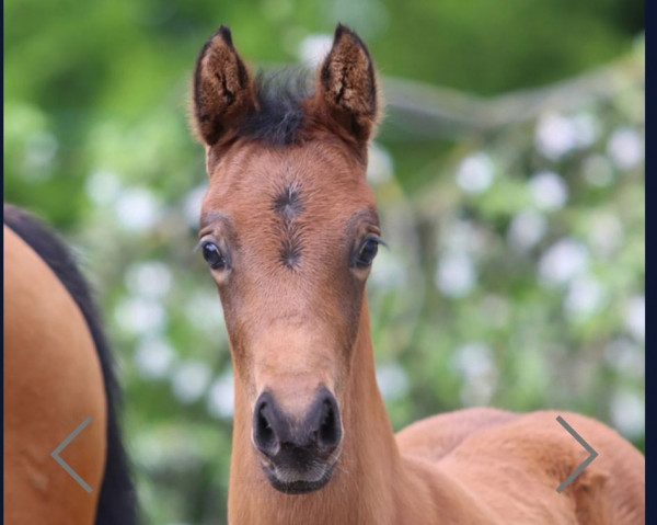horse Go to Win G (German Riding Pony, 2023, from Golden Grey NRW)