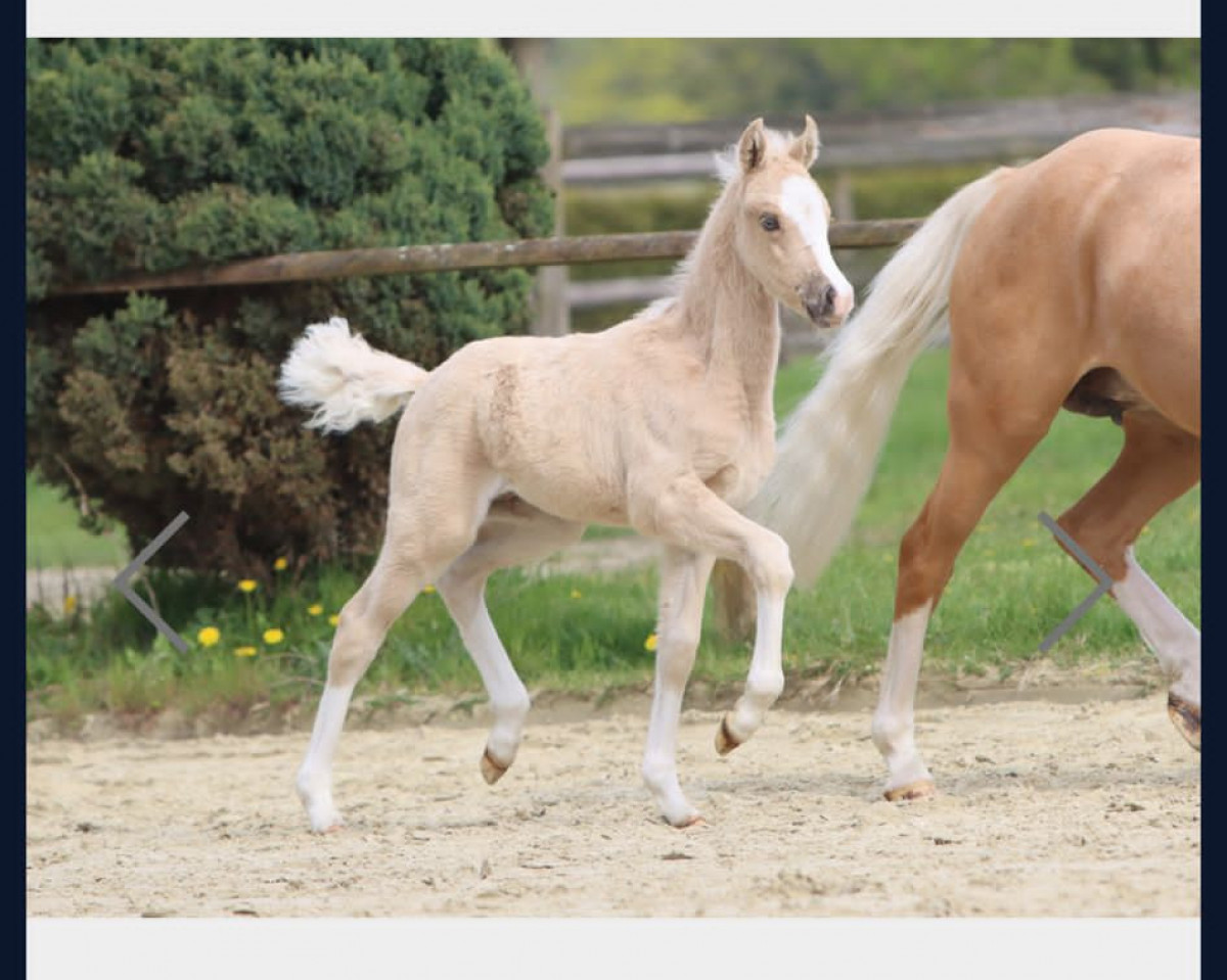 Pferd Next Generation G (Deutsches Reitpony, 2023, von Fs Numero Uno)