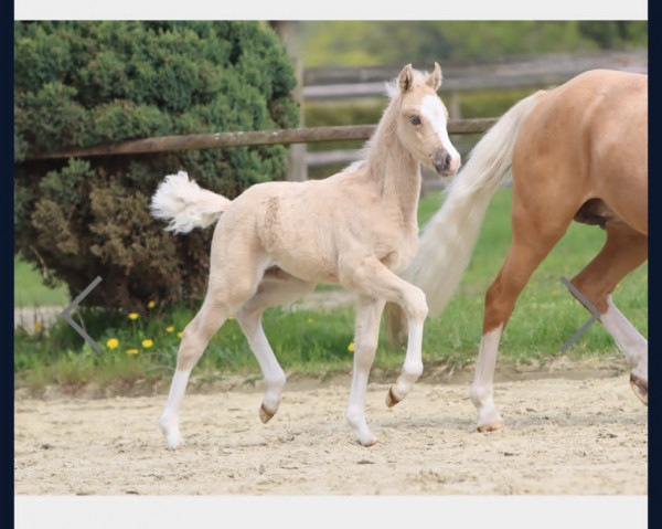 horse Next Generation G (German Riding Pony, 2023, from Fs Numero Uno)