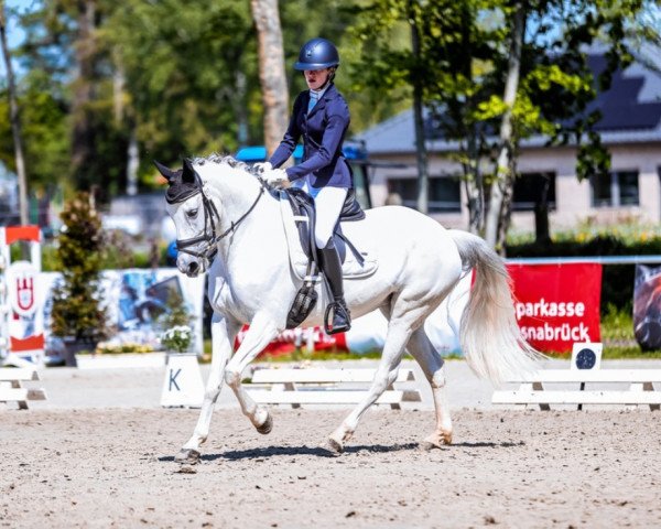 Dressurpferd Lou 94 (Pony ohne Rassebezeichnung, 2012)