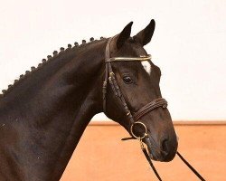 Deckhengst Domirado VA (Holsteiner, 2018, von Dominator 2000 Z)