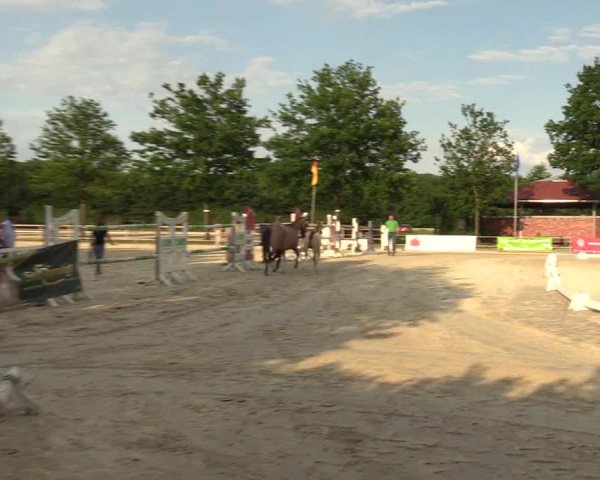 Sichtung zum Horse24-Fohlenchampionat 2023 in Münster-Albachten