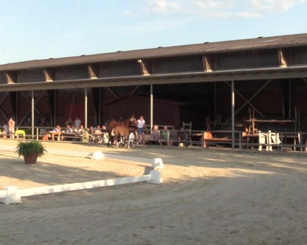 Sichtung zum Horse24-Fohlenchampionat 2023 in Münster-Albachten